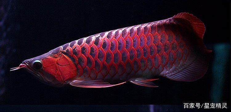 家里養(yǎng)紅龍魚(yú)有什么寓意：揭秘紅龍魚(yú)的寓意
