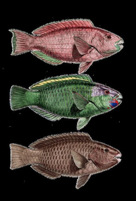 家里養(yǎng)紅龍魚(yú)有什么寓意：揭秘紅龍魚(yú)的寓意