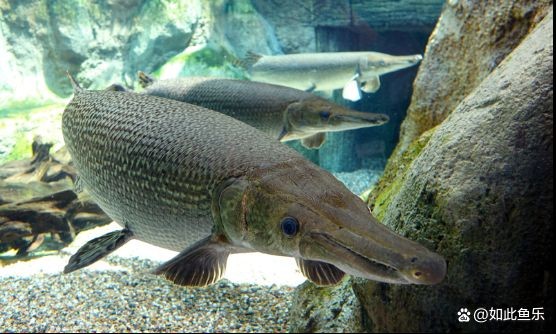 金老虎皇冠三間好養(yǎng)嗎：金老虎皇冠三間魚(cichlaocellaris)