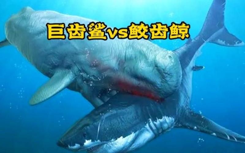 巨齒鯊的唯一天敵：巨齒鯊與抹香鯨的戰斗