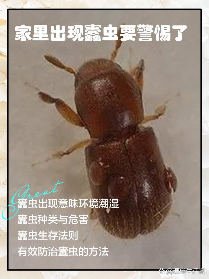 家里出現蠹蟲要警惕了：家里出現蠹蟲怎么驅蟲最有效方法，莫莫為你健康護航