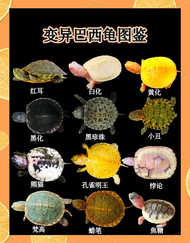 金粉巴西龜個白巴的區別：金粉巴西龜與白化巴西龜的區別