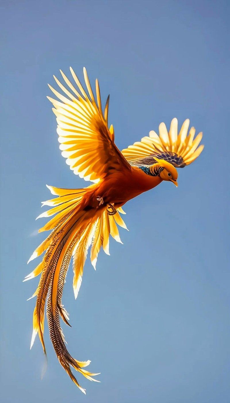 金鳳凰代表什么含義：金鳳凰形象源于古代神話傳說中的金鳳凰形象源于神話傳說