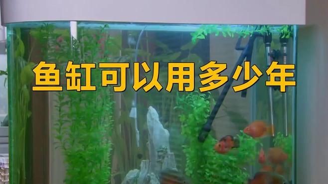 久鼎魚缸一般壽命幾年：久鼎魚缸使用壽命分析：玻璃魚缸能用多久其實沒那么長