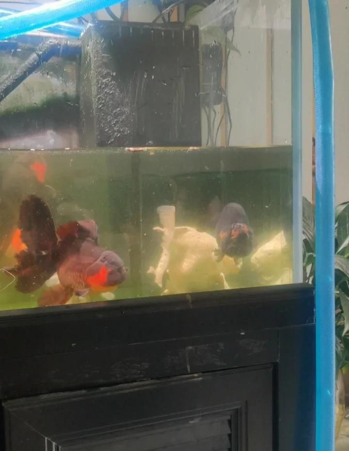 久鼎魚缸一般壽命幾年：久鼎魚缸使用壽命分析：玻璃魚缸能用多久其實沒那么長