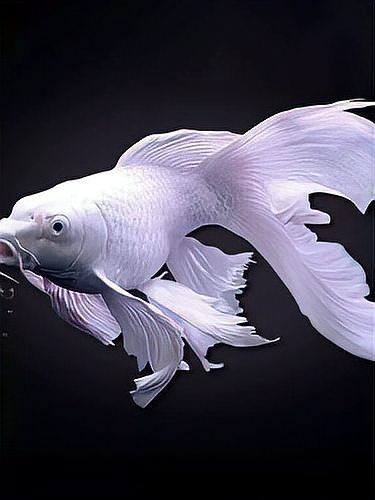 金色蝴蝶鯉：揭秘養魚達人的獨家養護秘籍