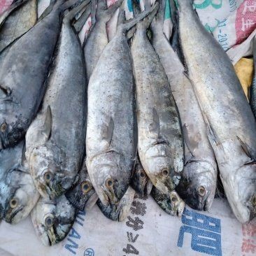 海刀魚一斤多少2025：2025年海刀魚市場價格走勢預測