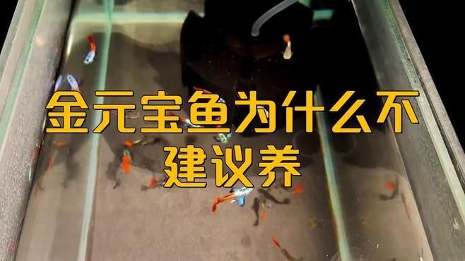 金元寶魚好養嗎:元寶魚養殖方法和注意事項 龍魚百科 第7張 金元寶魚好養嗎:元寶魚養殖方法和注意事項 金元寶魚好養嗎:元寶魚養殖方法和注意事項 龍魚百科 第7張