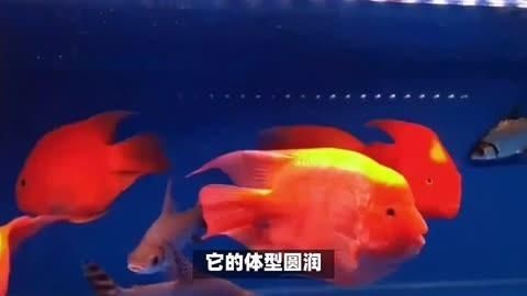 金元寶魚好養嗎:元寶魚養殖方法和注意事項 龍魚百科 第11張 金元寶魚好養嗎:元寶魚養殖方法和注意事項 金元寶魚好養嗎:元寶魚養殖方法和注意事項 龍魚百科 第11張