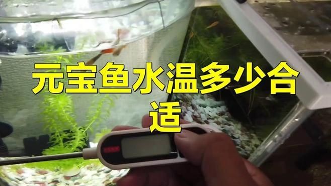 金元寶魚好養嗎:元寶魚養殖方法和注意事項 龍魚百科 第12張 金元寶魚好養嗎:元寶魚養殖方法和注意事項 金元寶魚好養嗎:元寶魚養殖方法和注意事項 龍魚百科 第12張