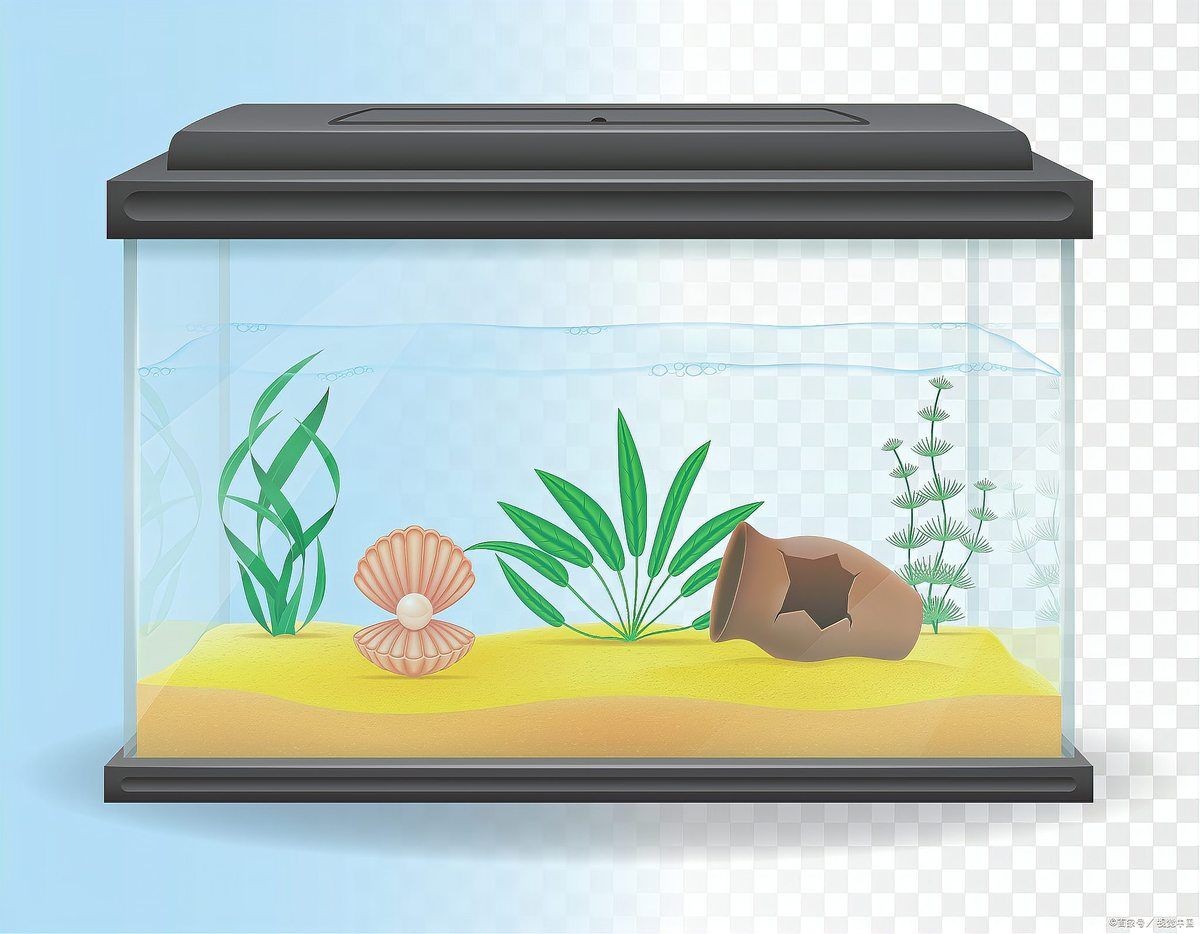 塔城魚缸店：塔城水族愛好者的理想天地