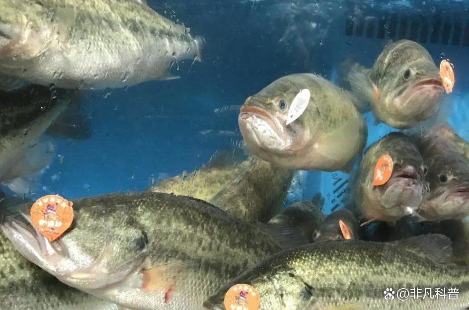 廣西十大魚生排名：廣西十大魚生排名及特色分析“廣西十大魚生排名”