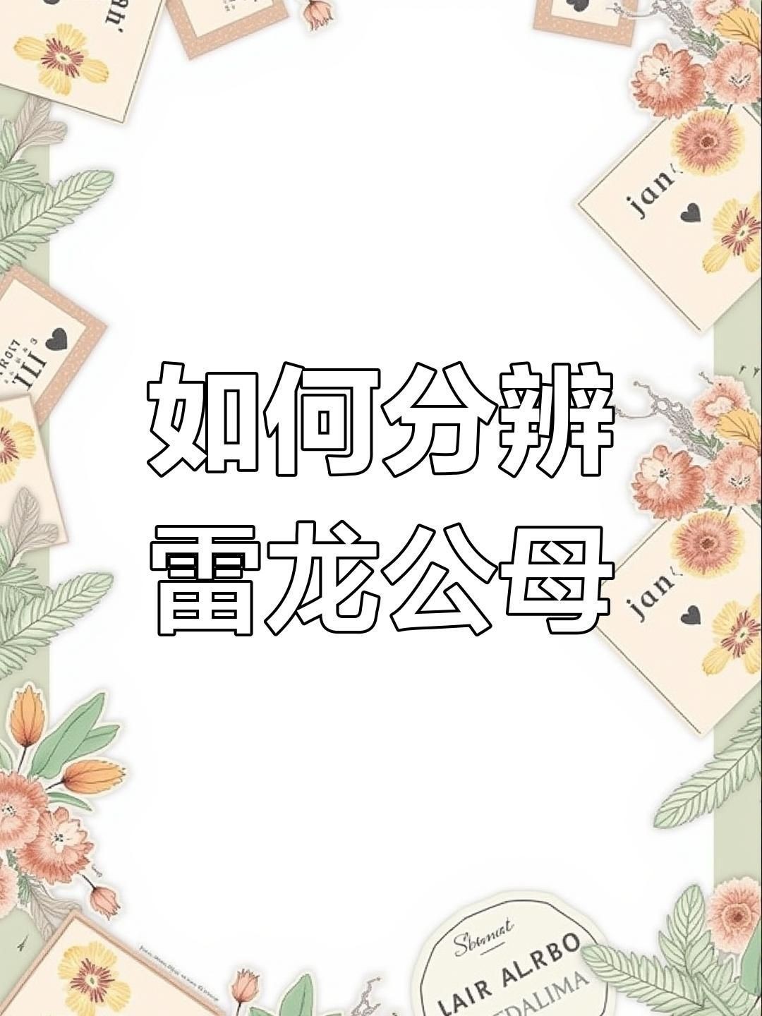 酒紅雷龍公母怎么區分：酒紅雷龍公母分辨技巧