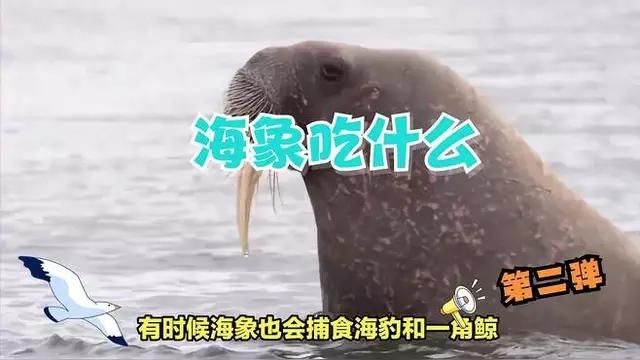 海象吃什么食物視頻：北極巨型哺乳動物的生存智慧海象吃什么食物