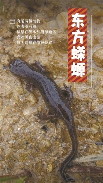 四腳魚蠑螈：東方蠑螈的形態特性