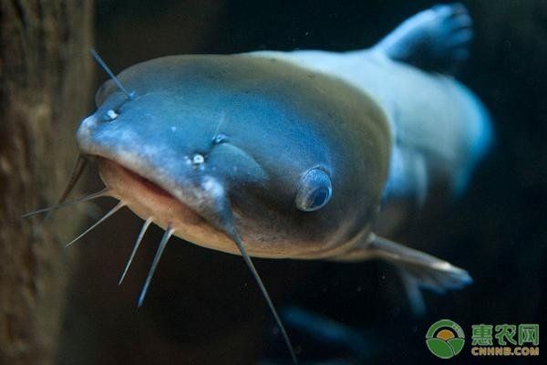海鯰魚(yú)淡水養(yǎng)：海鯰魚(yú)養(yǎng)殖技術(shù) 海鯰魚(yú)淡水養(yǎng)：海鯰魚(yú)養(yǎng)殖技術(shù) 龍魚(yú)論壇 第3張