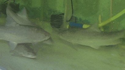 廣西忘不了魚學名叫什么：廣西地區(qū)俗稱“忘不了魚”，其學名為倒刺鲃（*spinibarbussinensis*）