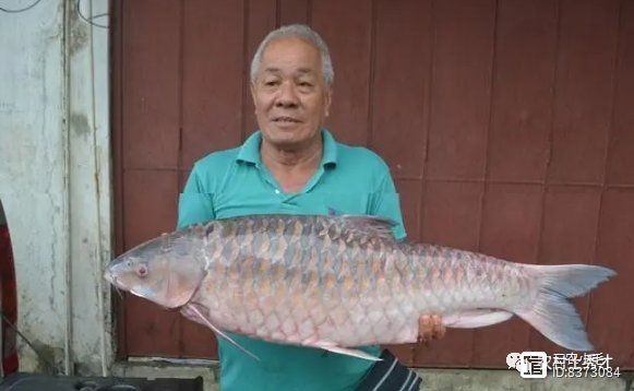 廣西忘不了魚學名叫什么：廣西地區(qū)俗稱“忘不了魚”，其學名為倒刺鲃（*spinibarbussinensis*）