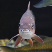 廣西忘不了魚學名叫什么：廣西地區(qū)俗稱“忘不了魚”，其學名為倒刺鲃（*spinibarbussinensis*）