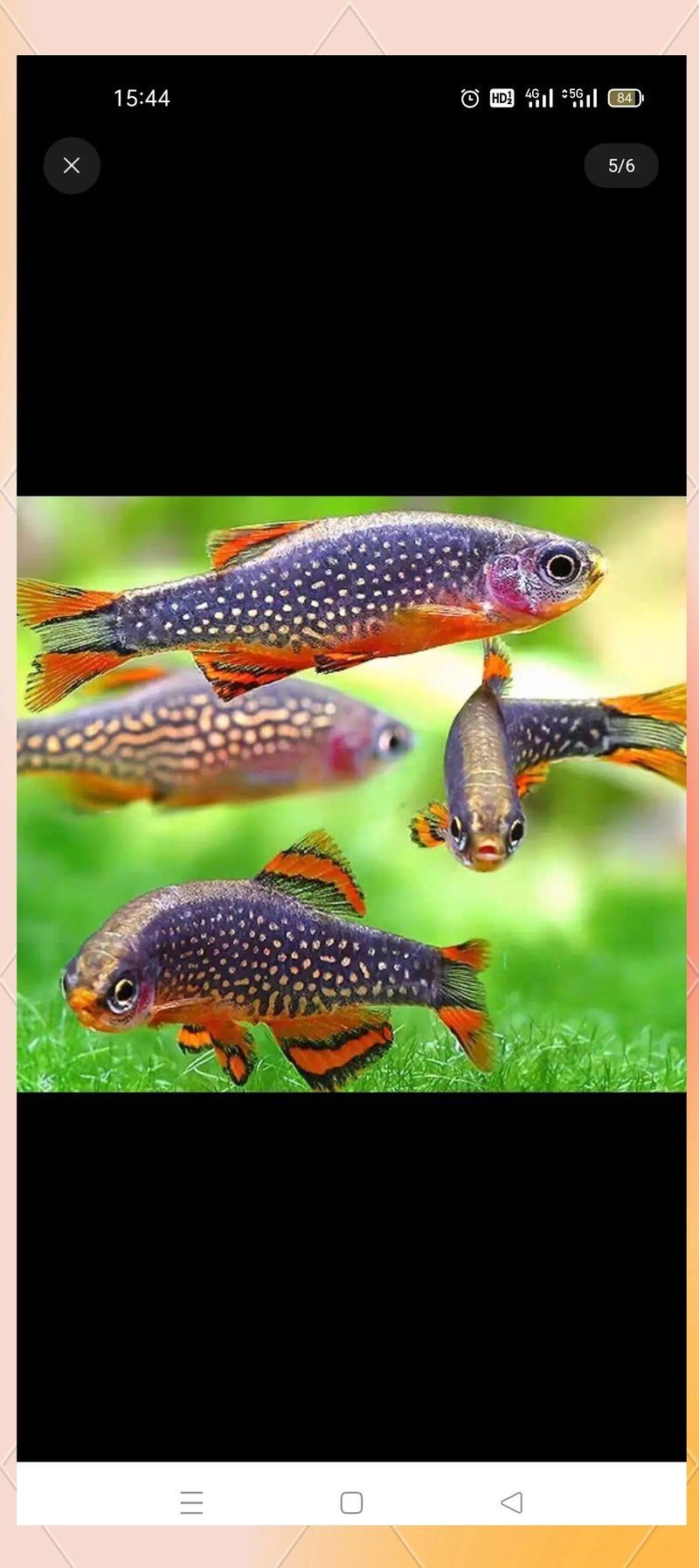 火熾金鉆魚可以混養嗎：火熾金鉆魚飼養指南