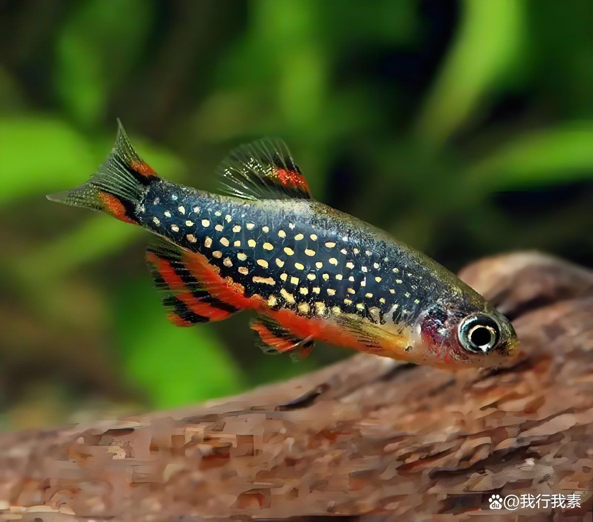 火熾金鉆魚可以混養嗎：火熾金鉆魚飼養指南