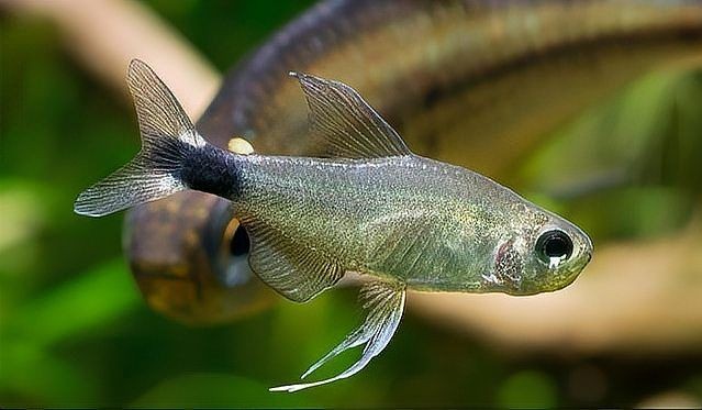 火熾金鉆魚可以混養嗎：火熾金鉆魚飼養指南