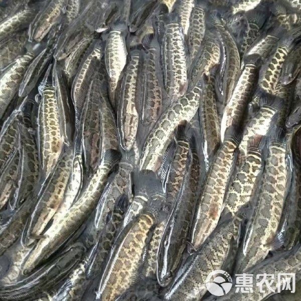 家養小鯊魚多少錢一只：家養小鯊魚有哪些品種選擇