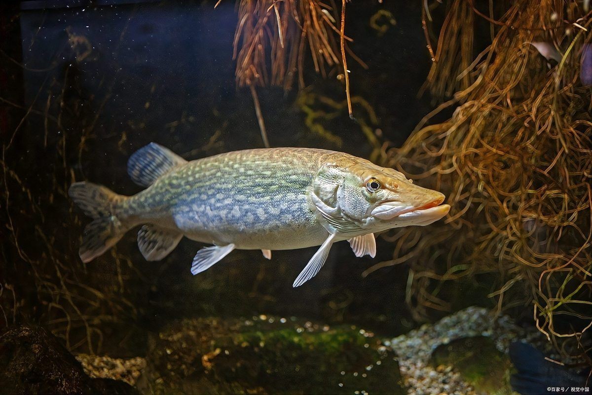 咖啡鼠魚的缺點及危害：咖啡鼠魚為什么不建議養鼠魚，鼠魚為什么不建議養鼠魚