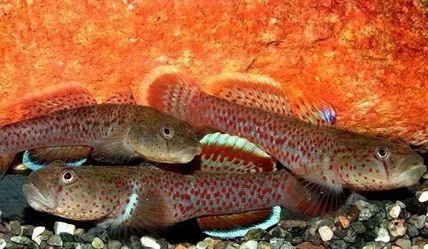 咖啡鼠魚的缺點及危害：咖啡鼠魚為什么不建議養鼠魚，鼠魚為什么不建議養鼠魚