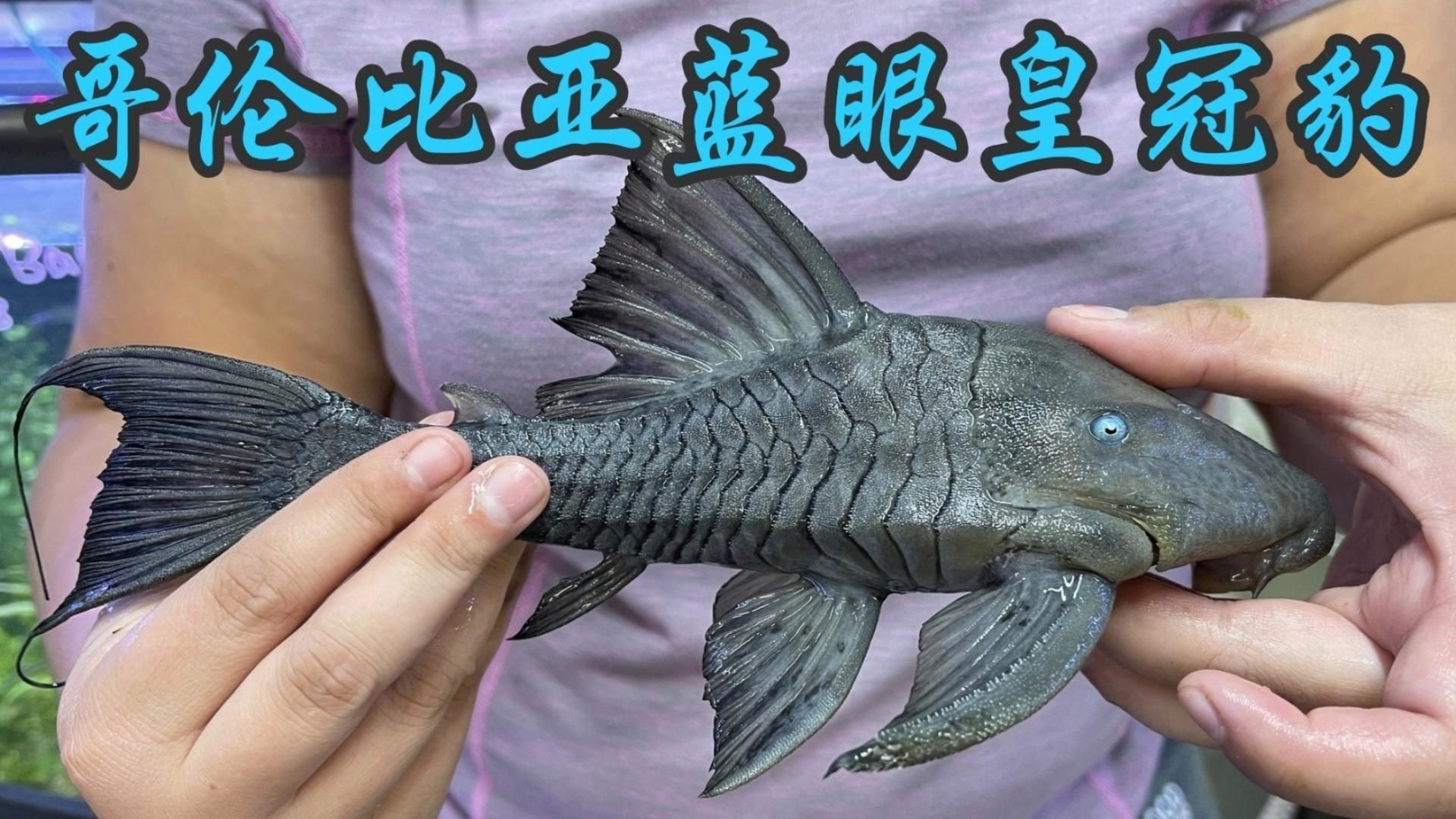 皇冠豹魚哪個品種好：哥倫比亞白金皇冠豹、白金皇冠豹、紅尾豹異形魚你養過嗎