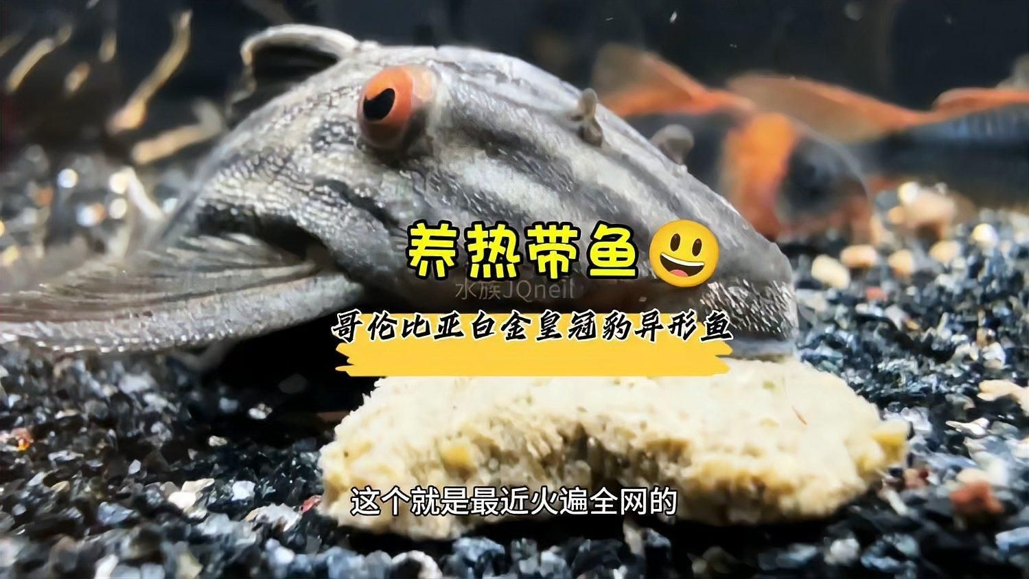 皇冠豹魚哪個品種好：哥倫比亞白金皇冠豹、白金皇冠豹、紅尾豹異形魚你養過嗎