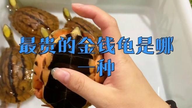 金錢龜最貴三個品種：市場上最貴的金錢龜有哪些？ 金錢龜最貴三個品種：市場上最貴的金錢龜有哪些？ 龍魚百科 第1張