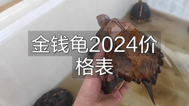 金錢龜最貴三個品種：市場上最貴的金錢龜有哪些？ 金錢龜最貴三個品種：市場上最貴的金錢龜有哪些？ 龍魚百科 第3張