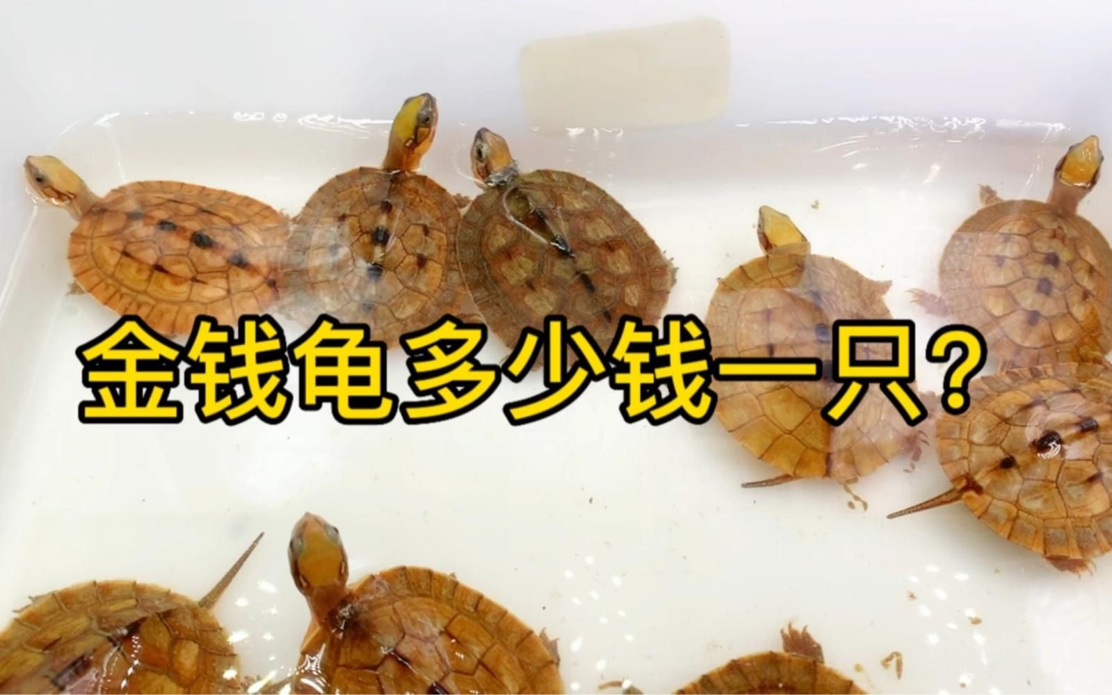 金錢龜最貴三個品種：市場上最貴的金錢龜有哪些？ 金錢龜最貴三個品種：市場上最貴的金錢龜有哪些？ 龍魚百科 第8張