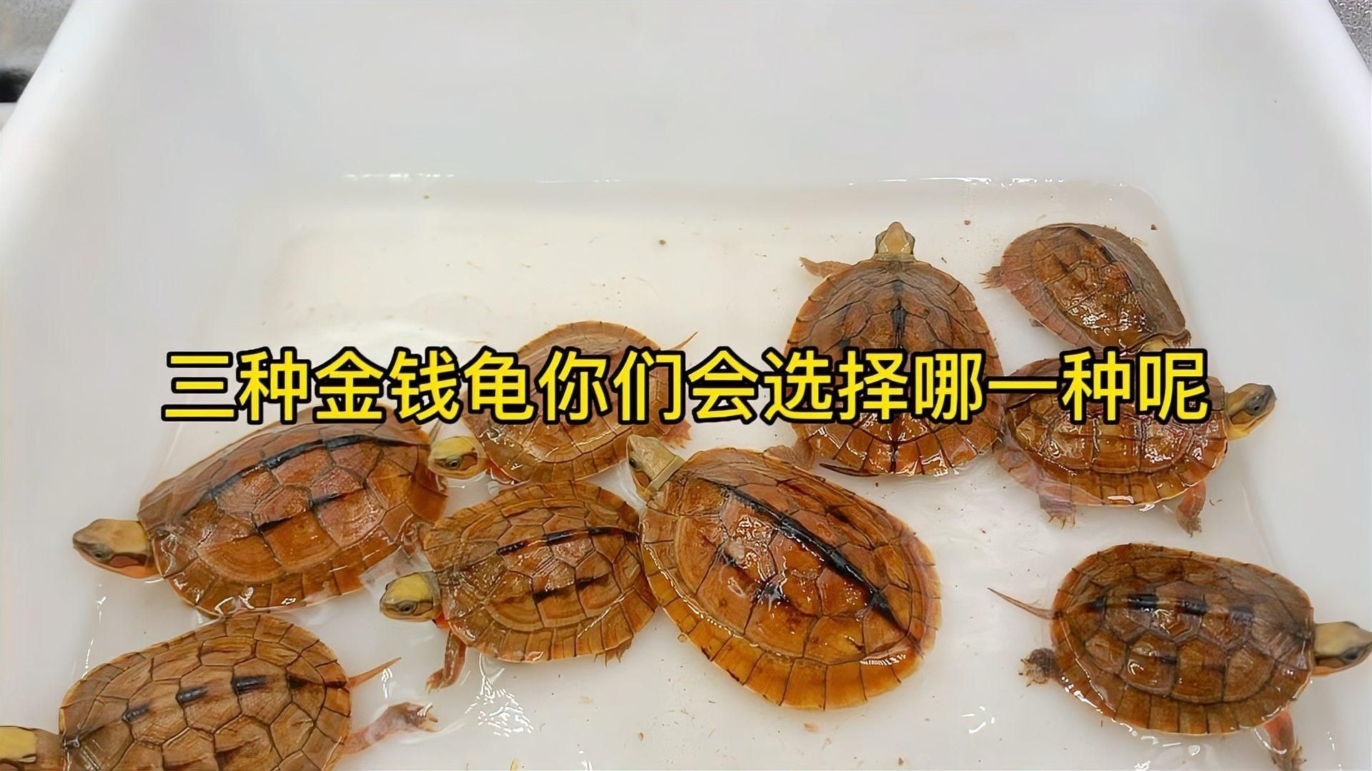 金錢龜最貴三個品種：市場上最貴的金錢龜有哪些？ 金錢龜最貴三個品種：市場上最貴的金錢龜有哪些？ 龍魚百科 第6張