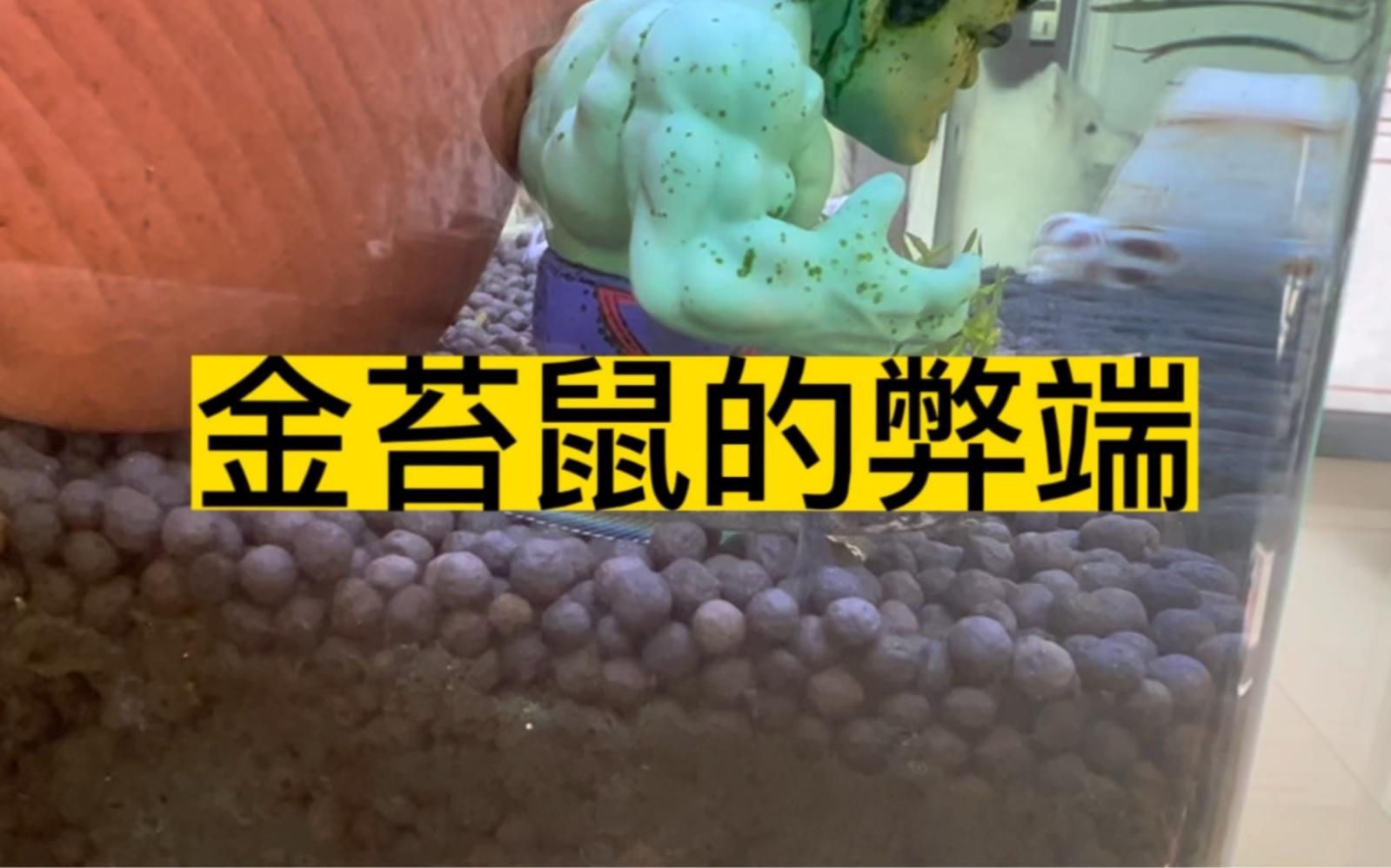 金苔鼠不建議養的原因：金苔鼠為什么被稱為魚缸里的噩夢