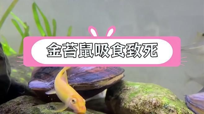 金苔鼠不建議養的原因：金苔鼠為什么被稱為魚缸里的噩夢