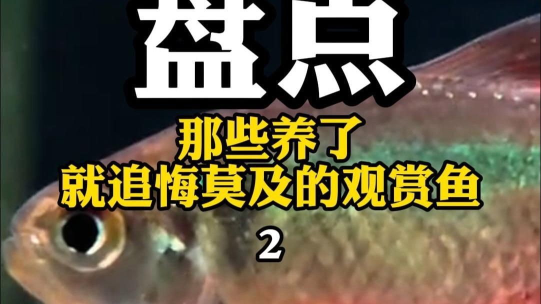 金苔鼠不建議養的原因：金苔鼠為什么被稱為魚缸里的噩夢