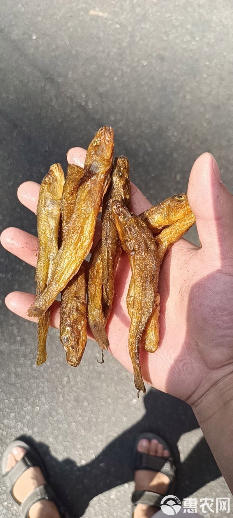 狗頭魚多少錢一只：湖南煙熏黃魚狗頭魚棍子魚多少錢一斤2024鮮果優選