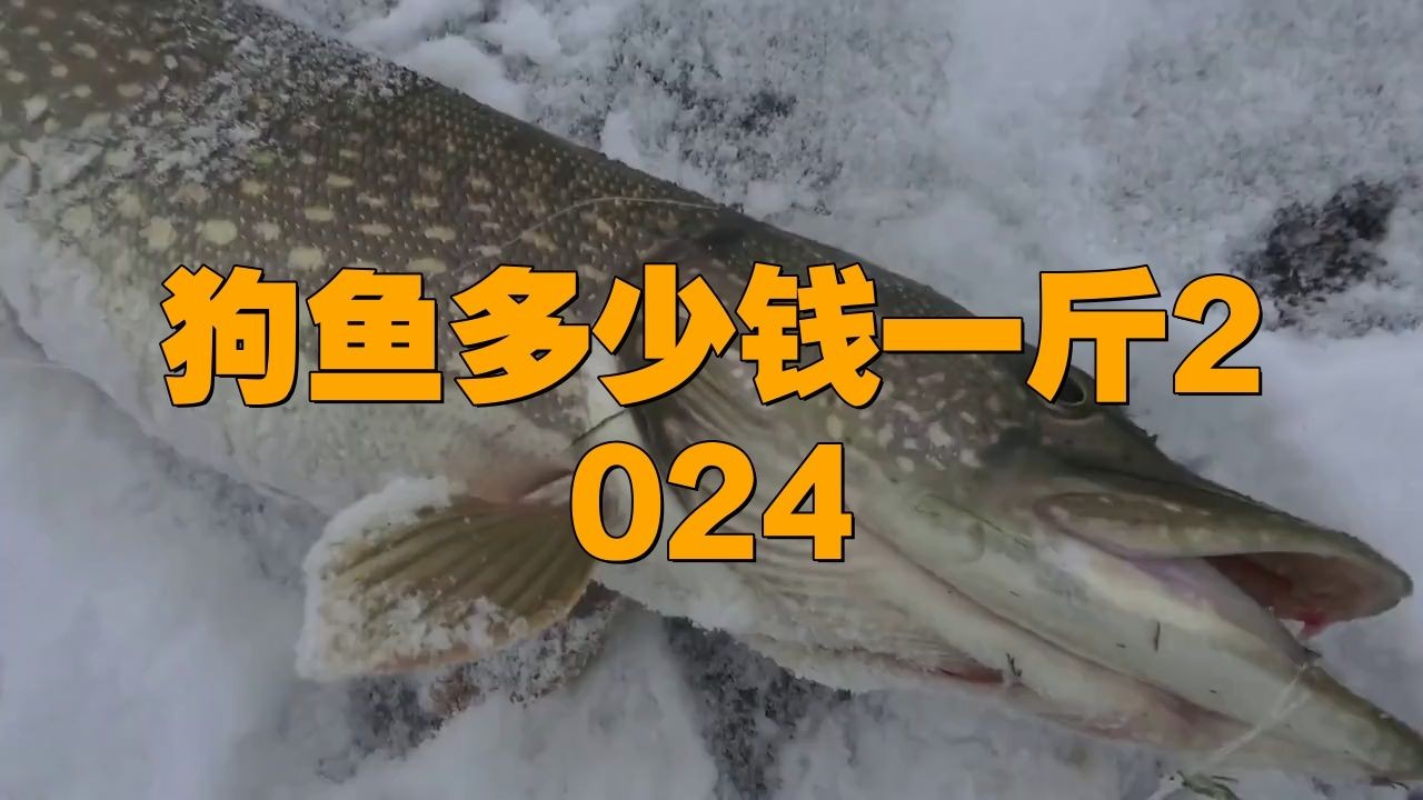 狗頭魚多少錢一只：湖南煙熏黃魚狗頭魚棍子魚多少錢一斤2024鮮果優選