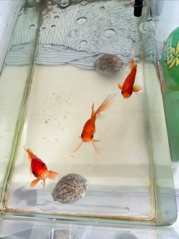 金元寶魚是冷水魚嗎：元寶魚和金魚的區(qū)別