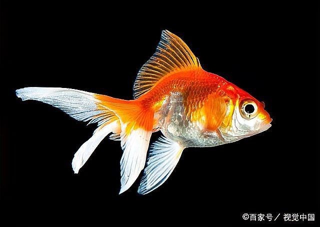 金元寶魚是冷水魚嗎：元寶魚和金魚的區(qū)別