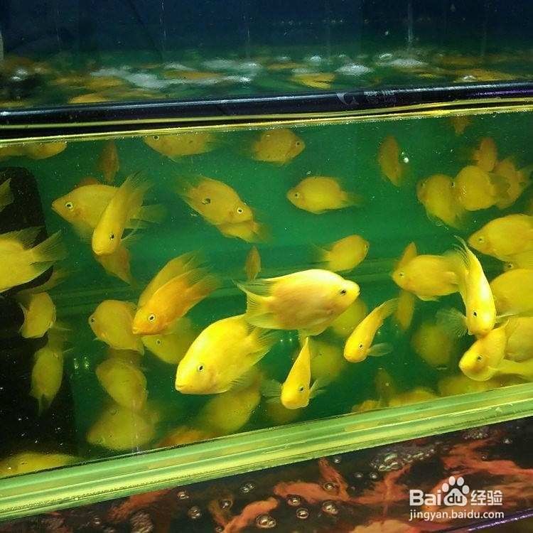 金元寶魚是冷水魚嗎：元寶魚和金魚的區(qū)別
