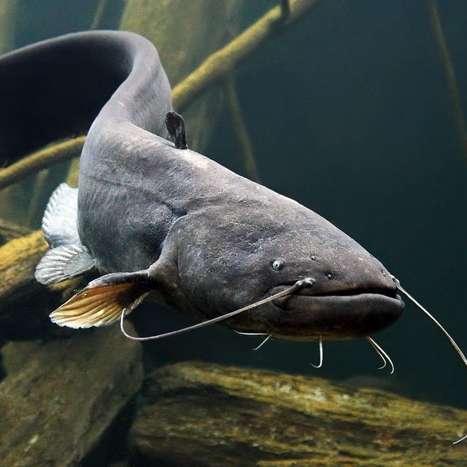 巨骨舌魚vs六須鯰魚：巨骨舌魚與六須鯰魚