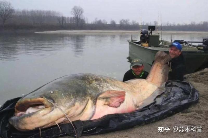 巨骨舌魚vs六須鯰魚：巨骨舌魚與六須鯰魚