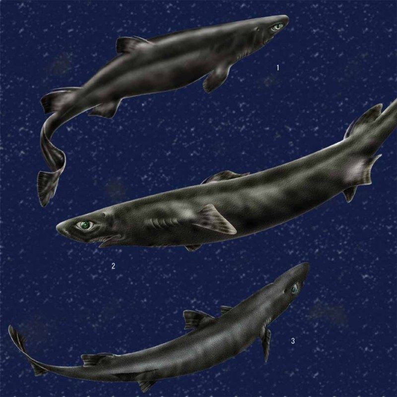 和魟魚很像的是什么：海洋生物與魟魚相似的區別與魟魚相似的區別及其區別