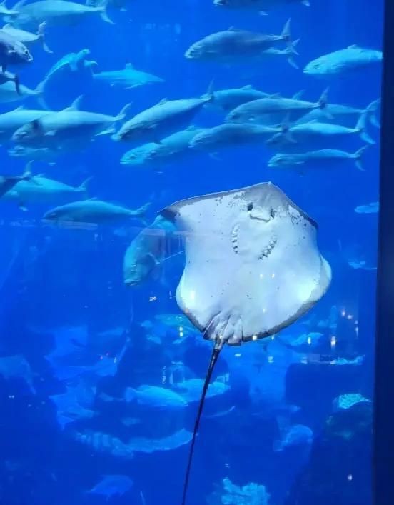 和魟魚很像的是什么：海洋生物與魟魚相似的區別與魟魚相似的區別及其區別