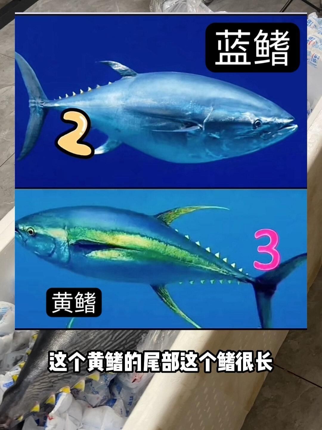 金槍魚黃鰭好還是藍鰭好：藍鰭金槍魚與藍鰭金槍魚的差異揭秘，藍鰭金槍魚大腹部位入口即化 金槍魚黃鰭好還是藍鰭好：藍鰭金槍魚與藍鰭金槍魚的差異揭秘，藍鰭金槍魚大腹部位入口即化 龍魚百科 第9張