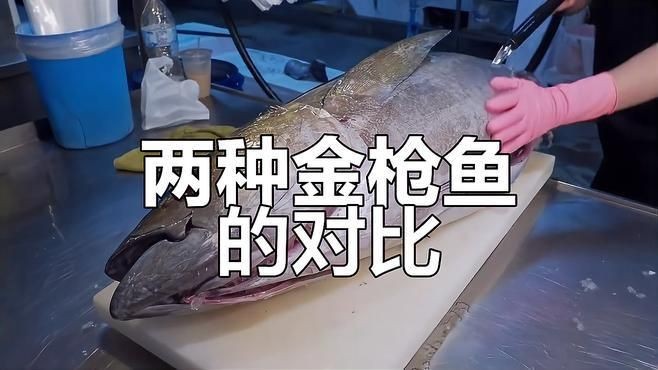金槍魚黃鰭好還是藍鰭好：藍鰭金槍魚與藍鰭金槍魚的差異揭秘，藍鰭金槍魚大腹部位入口即化 金槍魚黃鰭好還是藍鰭好：藍鰭金槍魚與藍鰭金槍魚的差異揭秘，藍鰭金槍魚大腹部位入口即化 龍魚百科 第5張