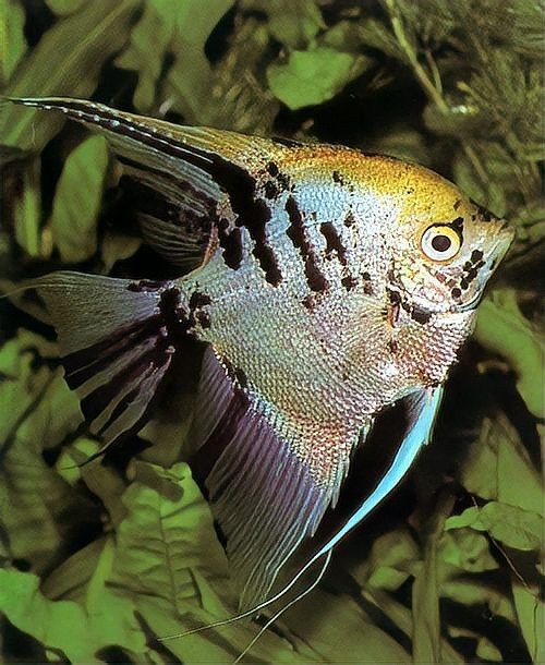 海洋里最漂亮的魚：10大最美海水觀賞魚頻道:深海珍饈石斑魚